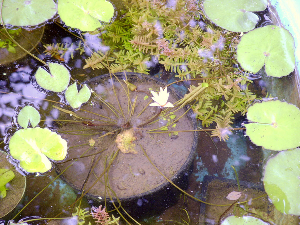 Nymphaea minuta July 22 06 Image004